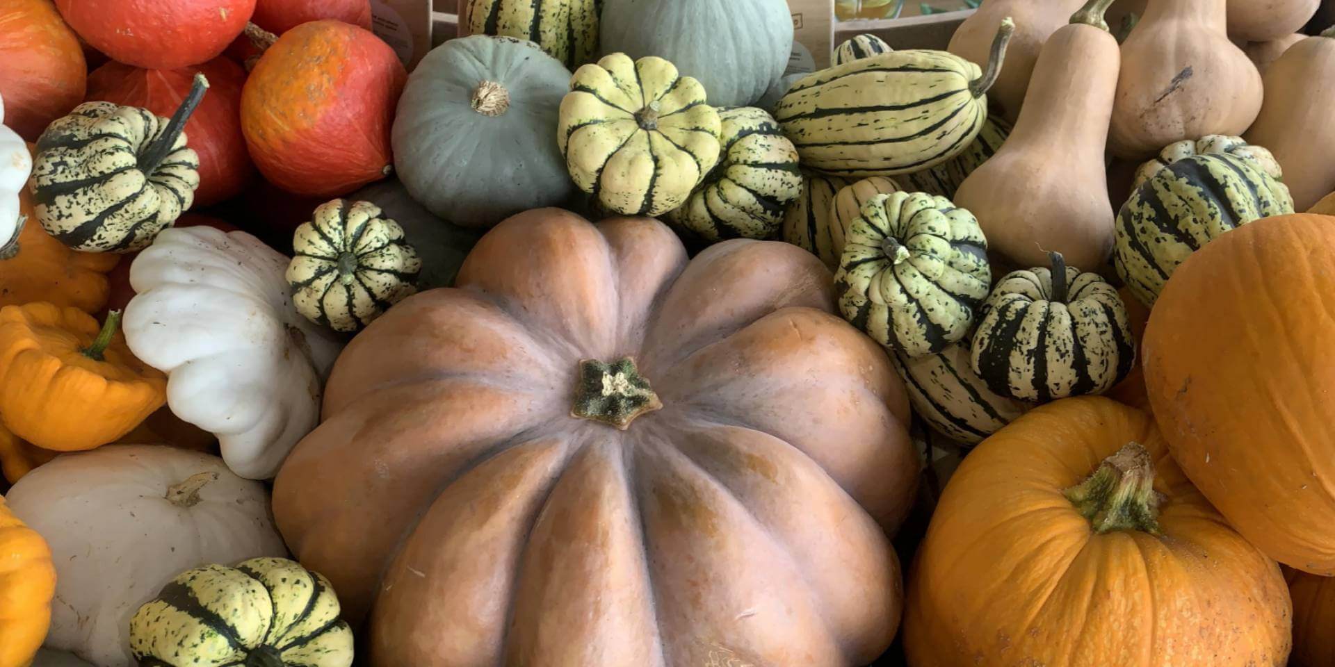 Courges Bio du Loiret